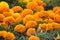 Beautiful marigold flowers