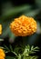 Beautiful Marigold Flowers of yellow and orange color, genda phool