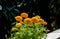 Beautiful Marigold Flowers of yellow and orange color, genda phool