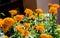 Beautiful Marigold Flowers of yellow and orange color, genda phool