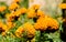 Beautiful Marigold Flowers of yellow and orange color, genda phool