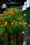 Beautiful Marigold Flowers of yellow and orange color, genda phool