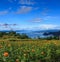 Beautiful marigold garden in front of blue Srinakarin dam with clear blue sky, Kanchanaburi province, Thailand, Southeast Asia