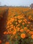 Beautiful marigold garden in my village farm