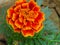 Beautiful marigold or genda phool or Tagetes erecta, the Mexican marigold or Aztec marigold.