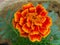 Beautiful marigold or genda phool or Tagetes erecta, the Mexican marigold or Aztec marigold.