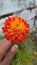 It is a beautiful marigold. With the mixture of orange and red.