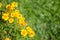 Beautiful marigolds bloom outdoors