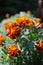 Beautiful marigolds bloom outdoors