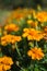 Beautiful marigolds bloom outdoors