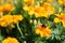 Beautiful marigolds bloom outdoors