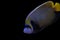 Beautiful marine angelfish fish