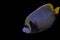 Beautiful marine angelfish fish