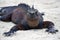 Beautiful marine iguana looks like a dinosaur