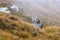 Beautiful marmots in an alpine landscape