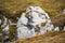 Beautiful marmots in an alpine landscape