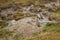 Beautiful marmots in an alpine landscape