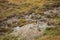 Beautiful marmots in an alpine landscape