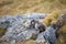 Beautiful marmots in an alpine landscape