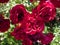 Beautiful maroon roses. Gorgeous rose Bush.