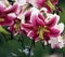 Beautiful maroon with white lilies