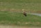 A beautiful Marsh Harrier Circus aeruginosus perching on the grass in a meadow.