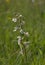 Beautiful marsh wildflower epipactis palustris on the wetland