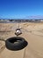 Beautiful masculine white English bull terrier dog bullterrier breed training work out with tire on the beach