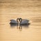 Beautiful mated pair of mute swans in classic heart shaped pose