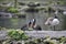 Beautiful mated pair of White Faced Whistling ducks preening eac