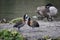 Beautiful mated pair of White Faced Whistling ducks preening each other in Spring