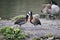Beautiful mated pair of White Faced Whistling ducks preening each other in Spring
