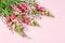 Beautiful matthiola flowers on pink background