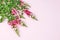 Beautiful matthiola flowers on pink background