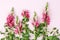 Beautiful matthiola flowers on pink background