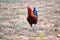 Beautiful Mature Brown Red BR American Game Rooster