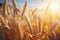 Beautiful mature golden wheat ears above fluffy clouds in blue sky scenic rural landscape