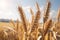 Beautiful mature golden wheat ears above fluffy clouds in blue sky scenic rural landscape