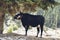 Beautiful mature large black and white cow.
