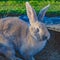 Beautiful mature rabbit close-up