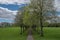 Beautiful Mature Scottish Trees set in a Scottish park in Summer