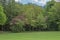 Beautiful Mature Scottish Trees set in a Scottish park in Summer