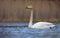 Beautiful mature whooper swan swims on blue water surface of big lake with clean yellow background