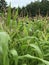 Beautiful Maturing Corn Plant Tassels - Organic Gardening