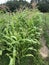 Beautiful Maturing Corn Plant Tassels - Organic Gardening