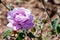 Beautiful mauve colored rose - Rosaceae Rosa Charles de Gaulle H
