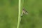 A beautiful Mayfly,  Ephemera vulgata, perching on a blade of grass next to its nymph casing that it has just emerged from.