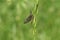 A beautiful Mayfly Ephemera vulgata perching on grass seeds.