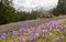 Beautiful meadow with blooming purple crocuses on snowcaped mountains background