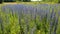 Beautiful meadow with blooming Salvia Superba in Russia